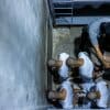 Trump administration admits Maryland man sent to El Salvador prison by mistake