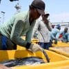 Indonesian fishermen unload their catch at the port in Jakarta on May 5, 2019.